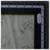Cotton Shiffly Single Jersey Fabric